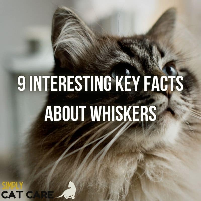 9 Interesting Facts about Cat Whiskers That Will Amaze You