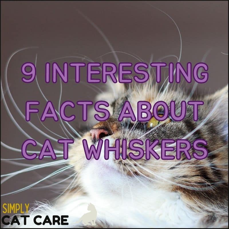 9 Interesting Facts About Cat Whiskers