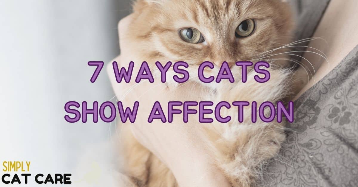 How Do Cats Show Affection? The 7 Surprising Ways.