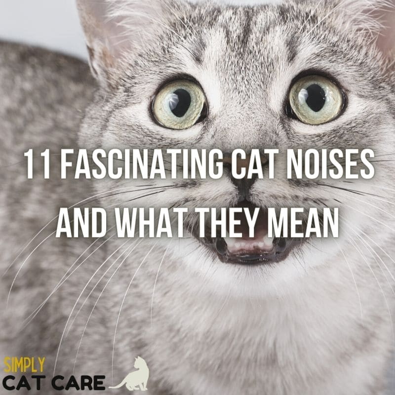 11 Fascinating Cat Noises: What Is Your Cat Trying to Say?