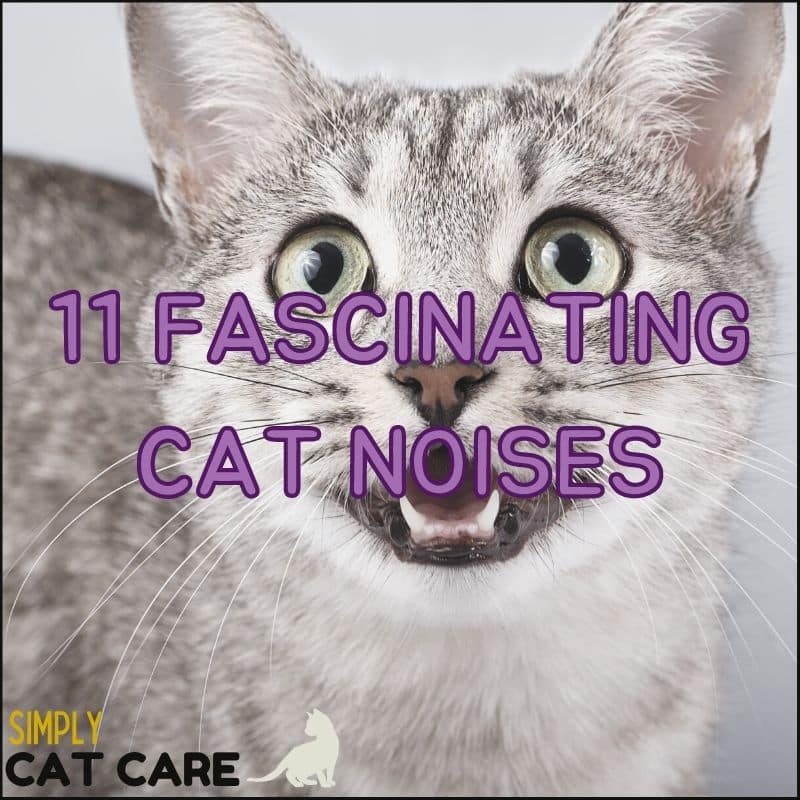 11 Fascinating Cat Noises Your Cat Makes