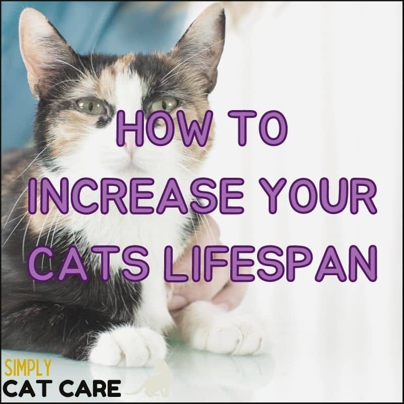 How to Increase Your Cat Lifespan