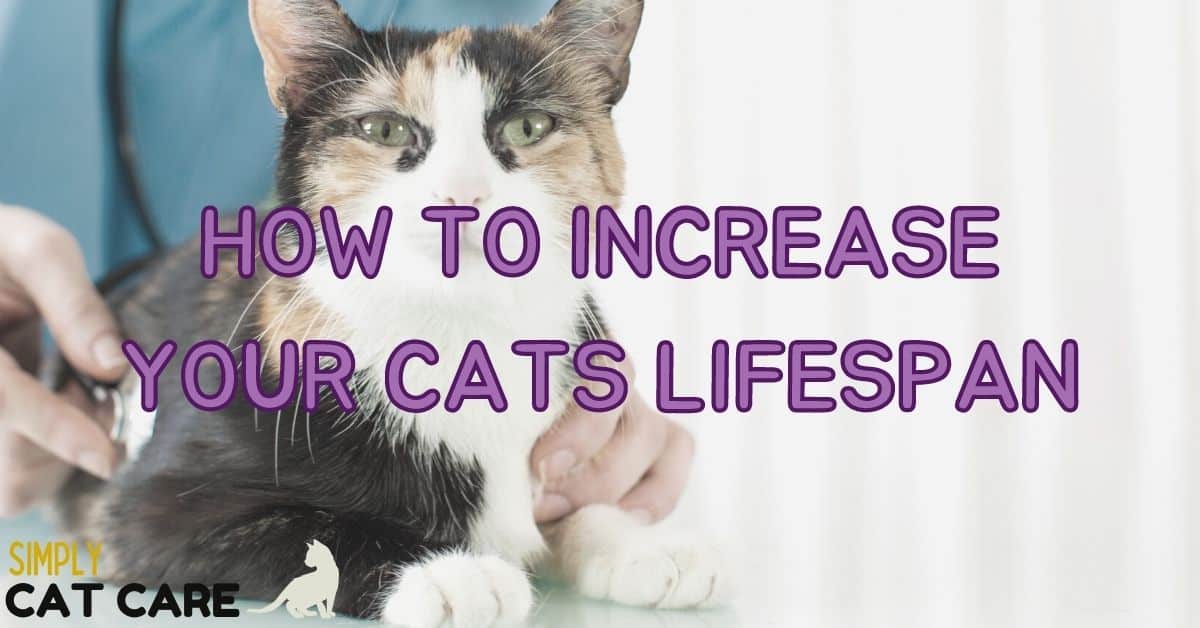 How To Increase Your Cat Lifespan?