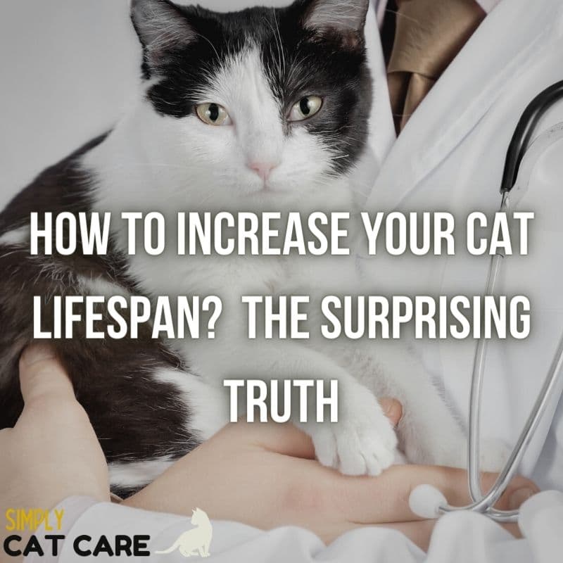 How to Increase Your Cat Lifespan?  The Surprising Truth
