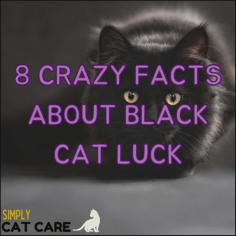 8 CRAZY Facts About Black Cat Luck You Won’t Believe