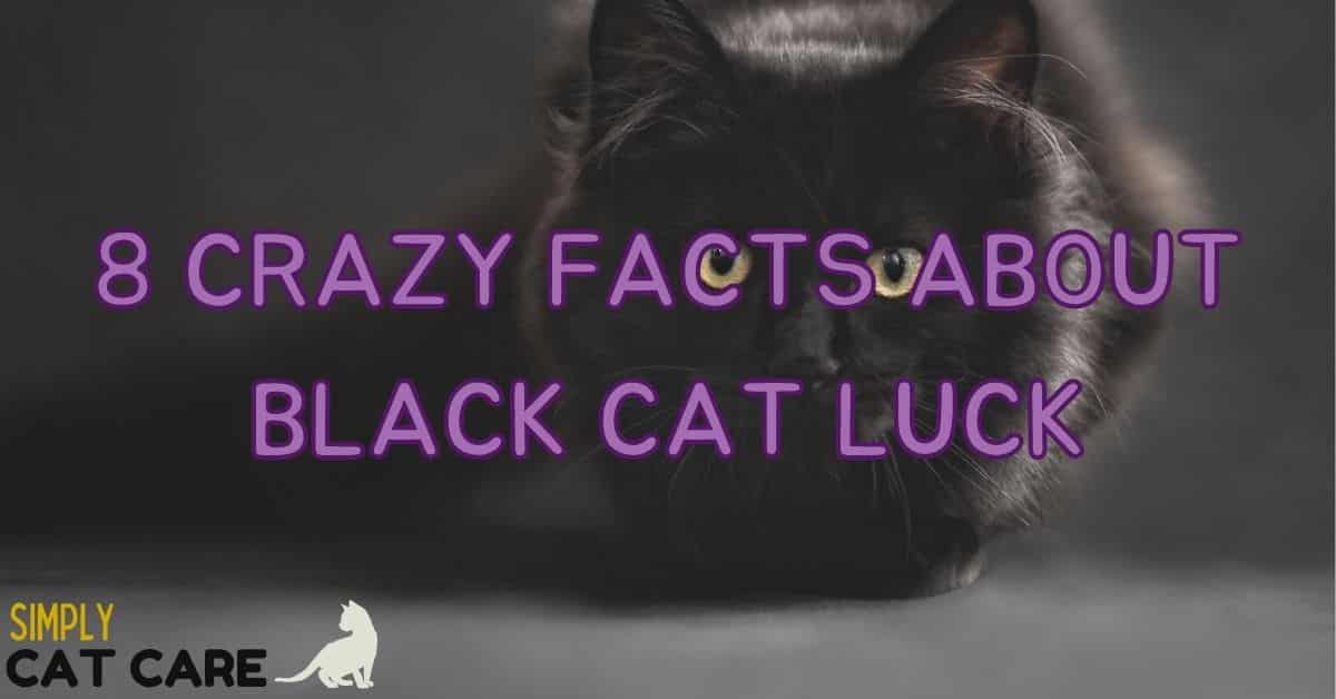 8 Crazy Facts About Black Cat Luck