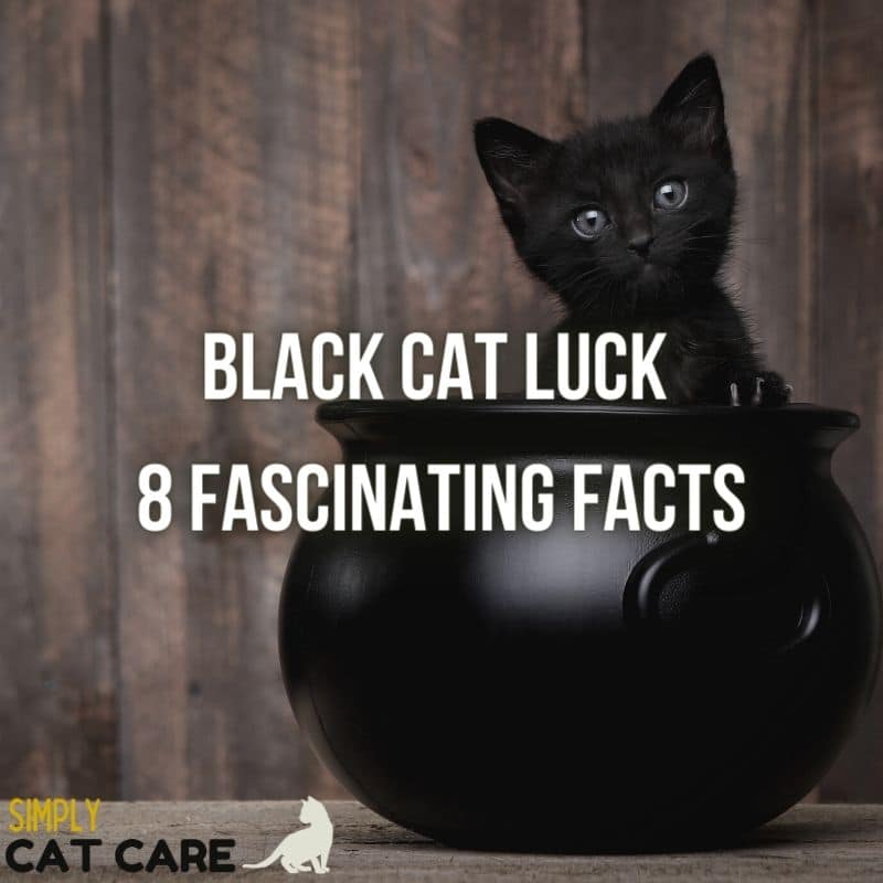 8 Fascinating Facts About Black Cat Luck You Won’t Believe