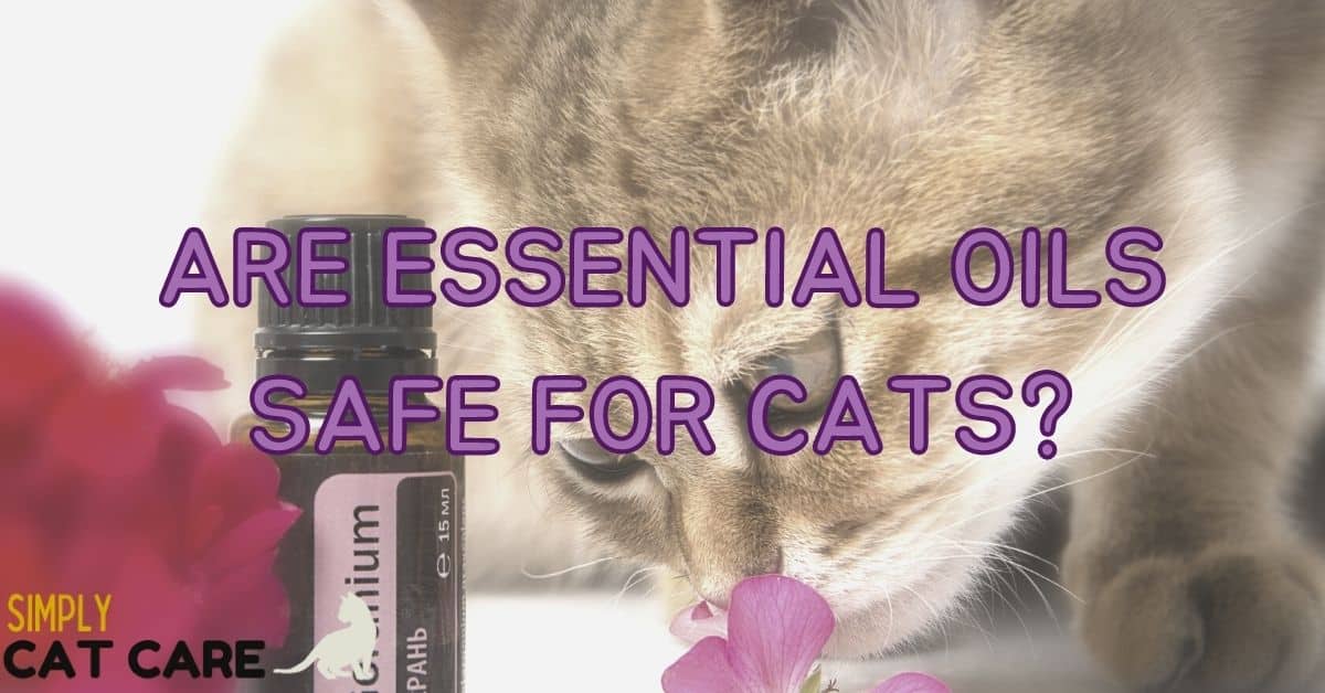 Are Essential Oils Safe For Cats?