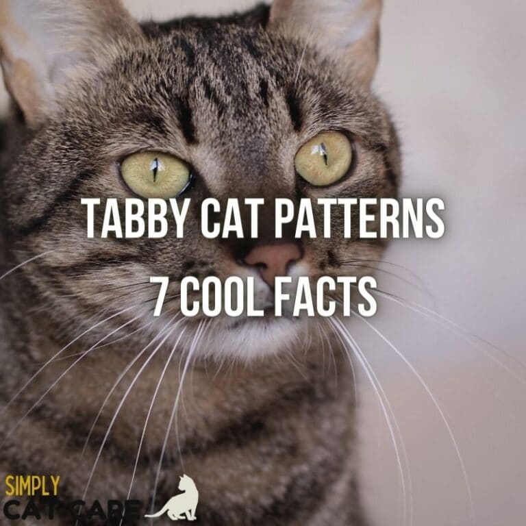 Tabby Cat Patterns – 7 Awesome Facts About Tabby Cats