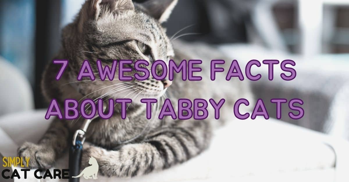 7 Awesome Facts About Tabby Cat Patterns