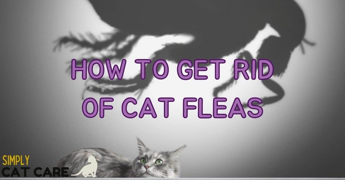 How to Get Rid of Cat Fleas QUICKLY 2022 Simply Cat Care