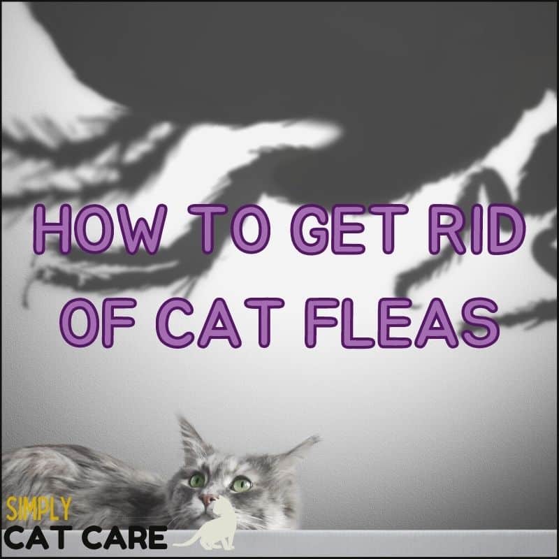 How to Get Rid of Cat Fleas QUICKLY