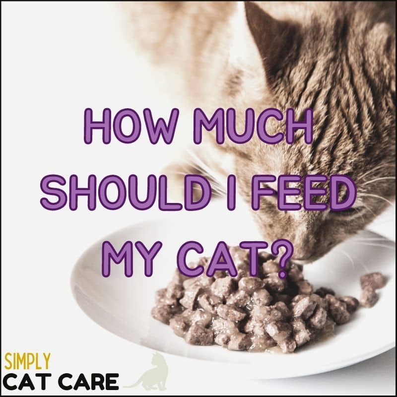 How Much Should I Feed My Cat? A COMPLETE Guide