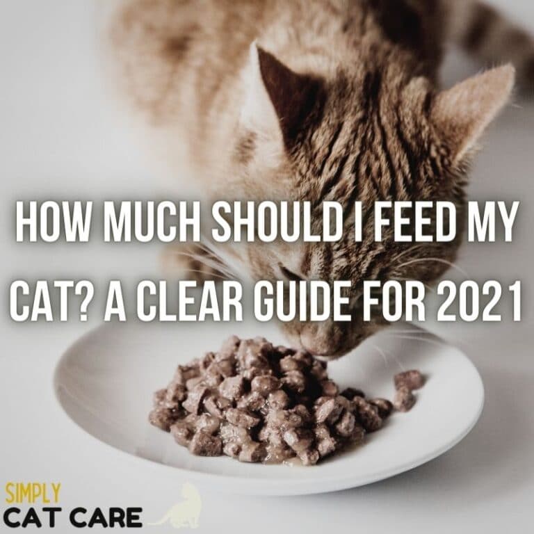 How Often Should I Feed My Cat? Simply Cat Care