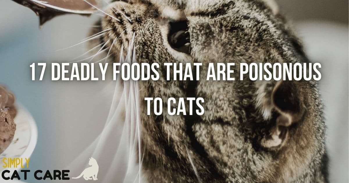 17 Foods That Are Poisonous To Cats Simply Cat Care