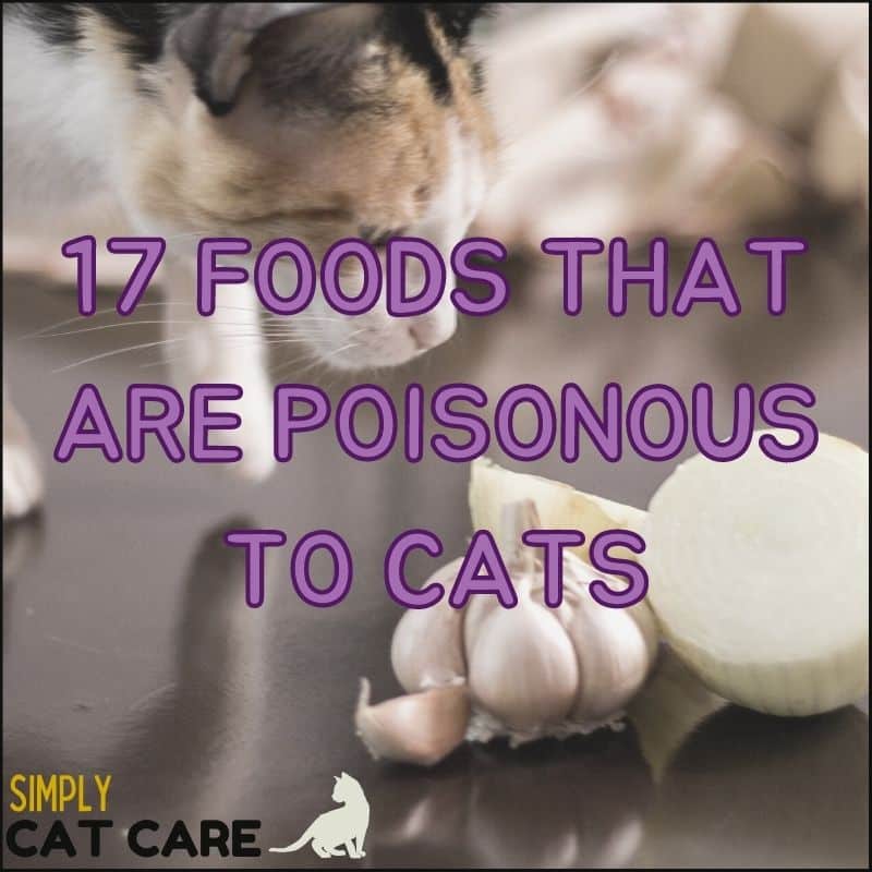 17 Foods that are Poisonous to Cats
