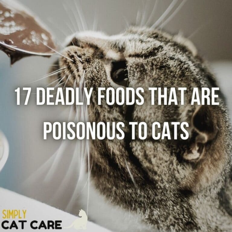 17 Deadly Foods that are Poisonous to Cats