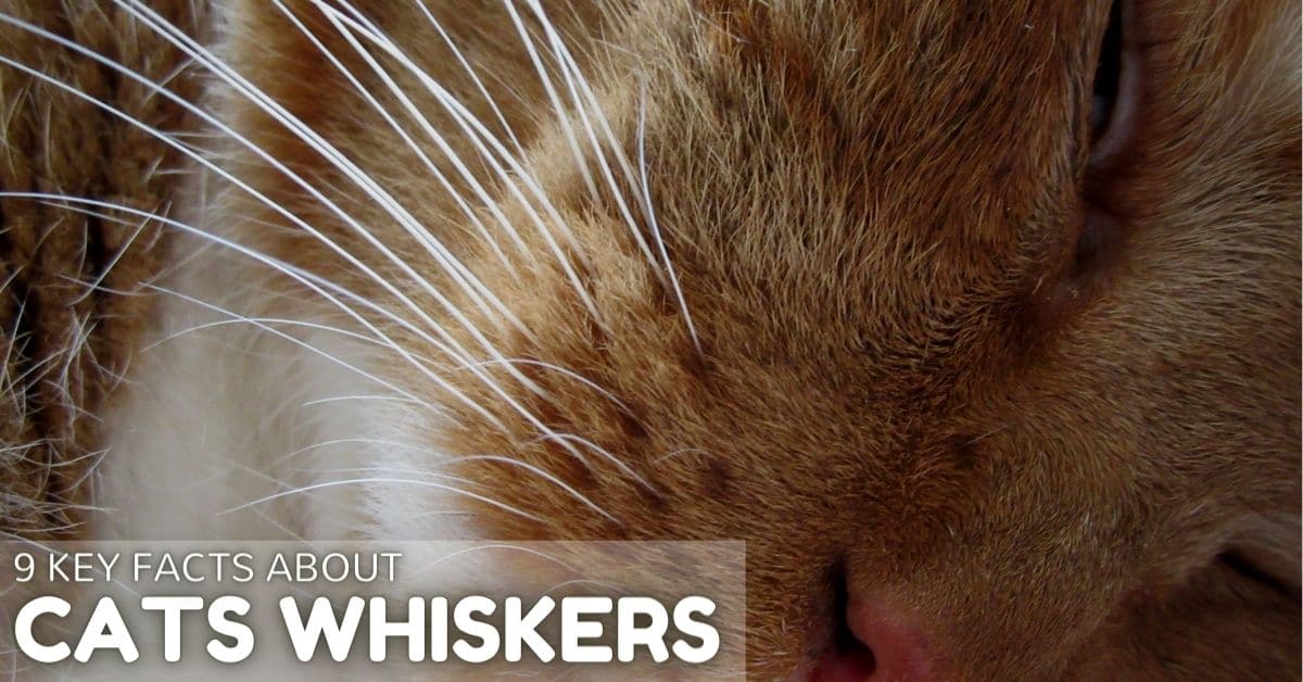 9 Interesting Key Facts about Cat Whiskers
