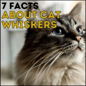 7 Facts About Cat Whiskers