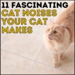 11 Fascinating Cat Noises