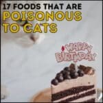 17 Foods That are Poisonous to Cats