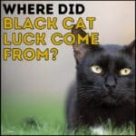 Where Did Black Cat Luck Originate From?