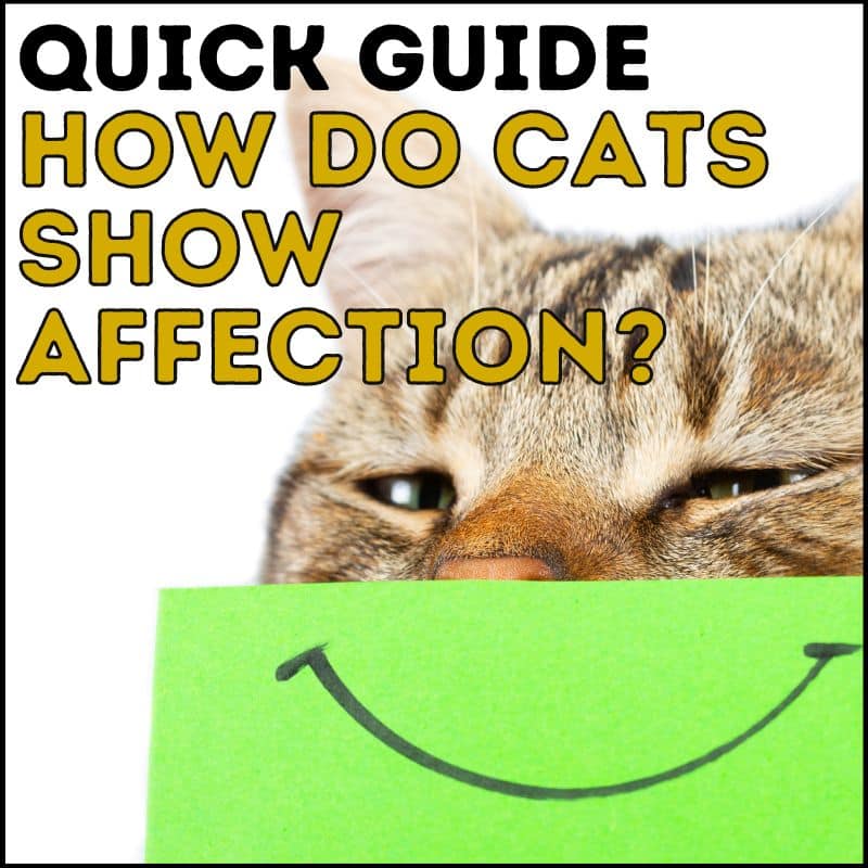 How do Cats Show Affection: A Quick Guide