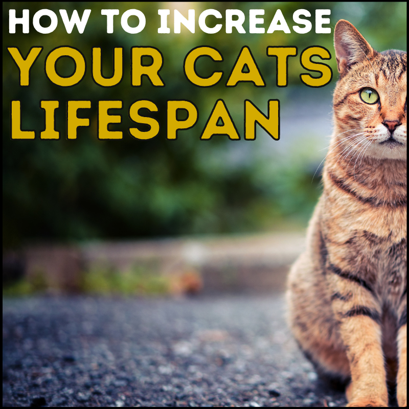 What Is the Average Cat Lifespan (And How to Increase It)?