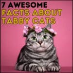 7 Awesome Facts About Tabby Cats
