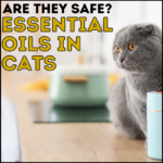 Are Essential Oils Safe For Cats?
