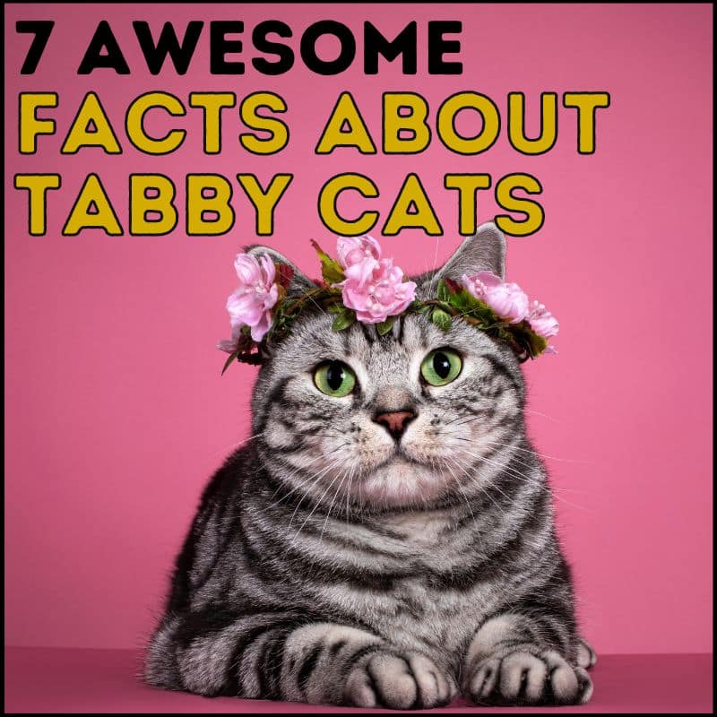 7 Awesome Facts About Tabby Cat Patterns