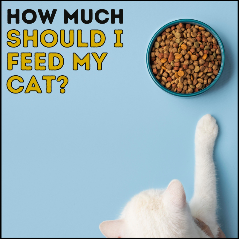 How Much Should I Feed My Cat?