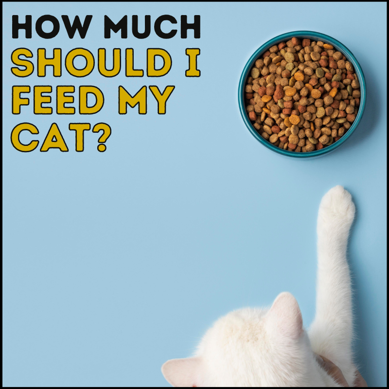 3 Best Wet Cat Foods In Australia In 2023 Cat Tested 
