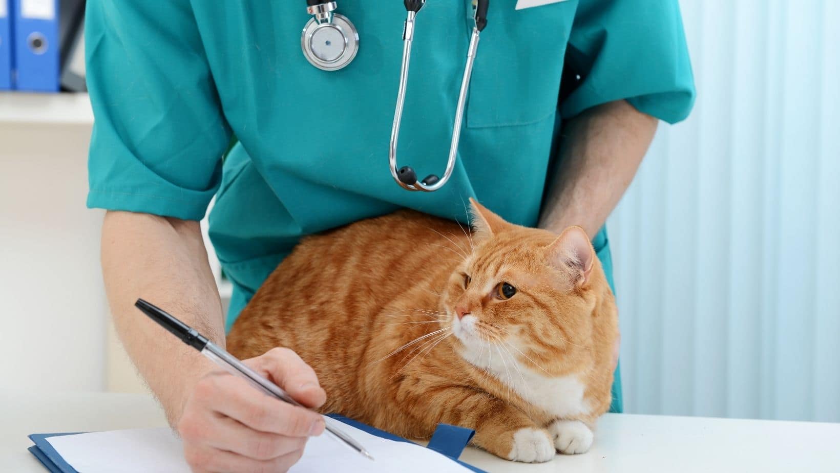 How Much Should I Feed my Cat? A clear guide for owners in 2021