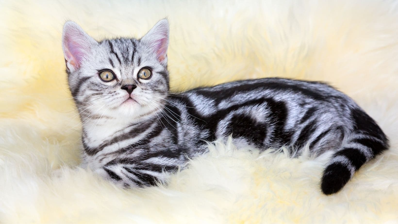 Tabby Cat Patterns 7 Cool Facts