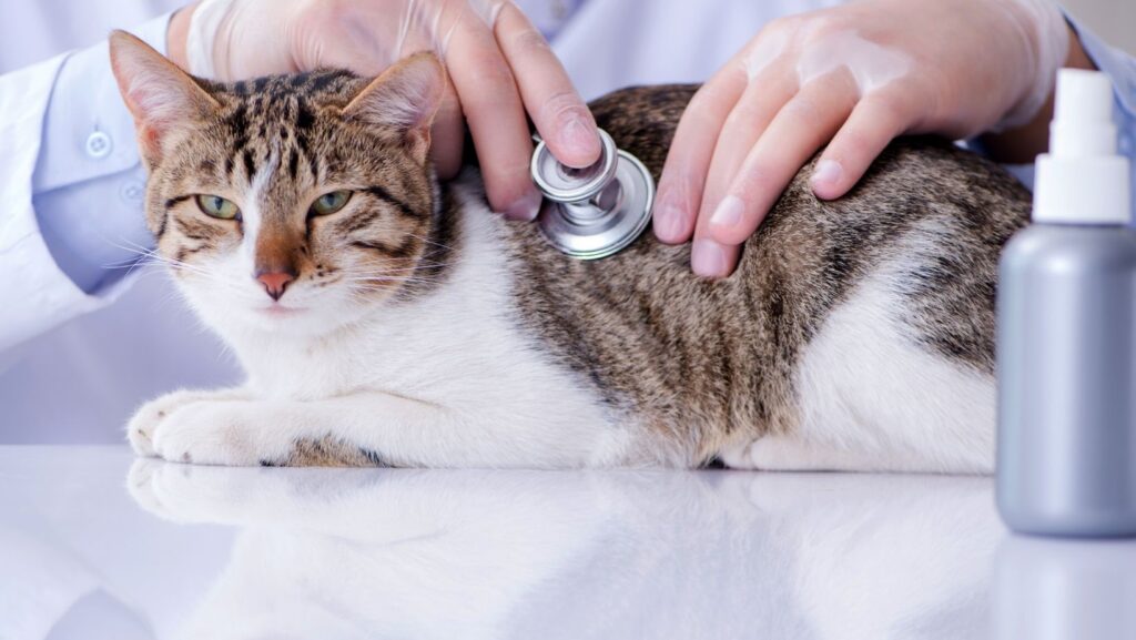 A cat getting a checkup from the vet.