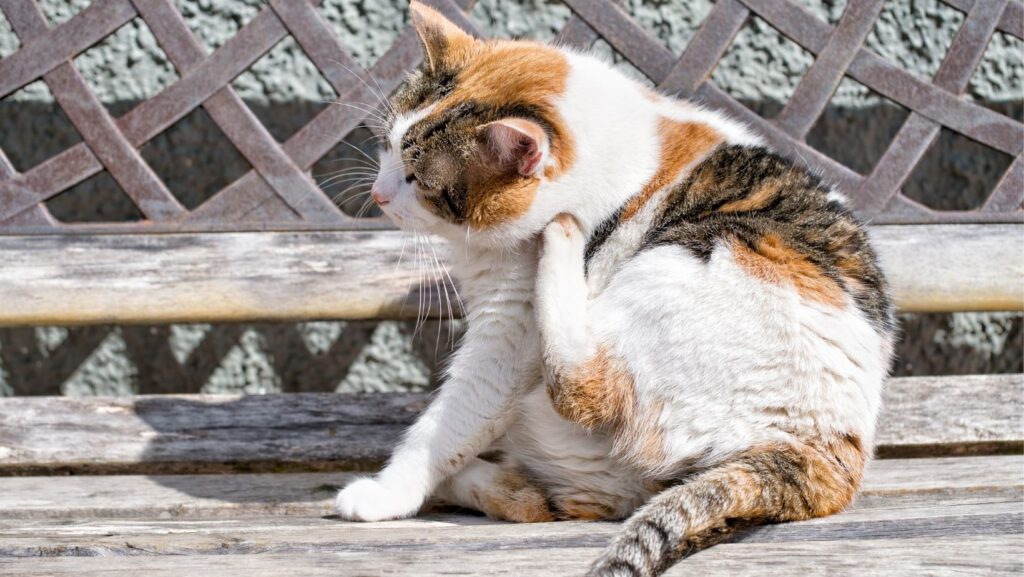 A cat scratching due to fleas.