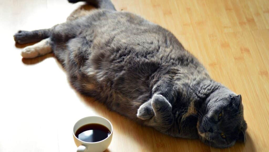 Obesity can decrease cat lifespan by increasing disease risk.