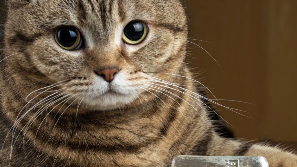How much should I feed my cat?