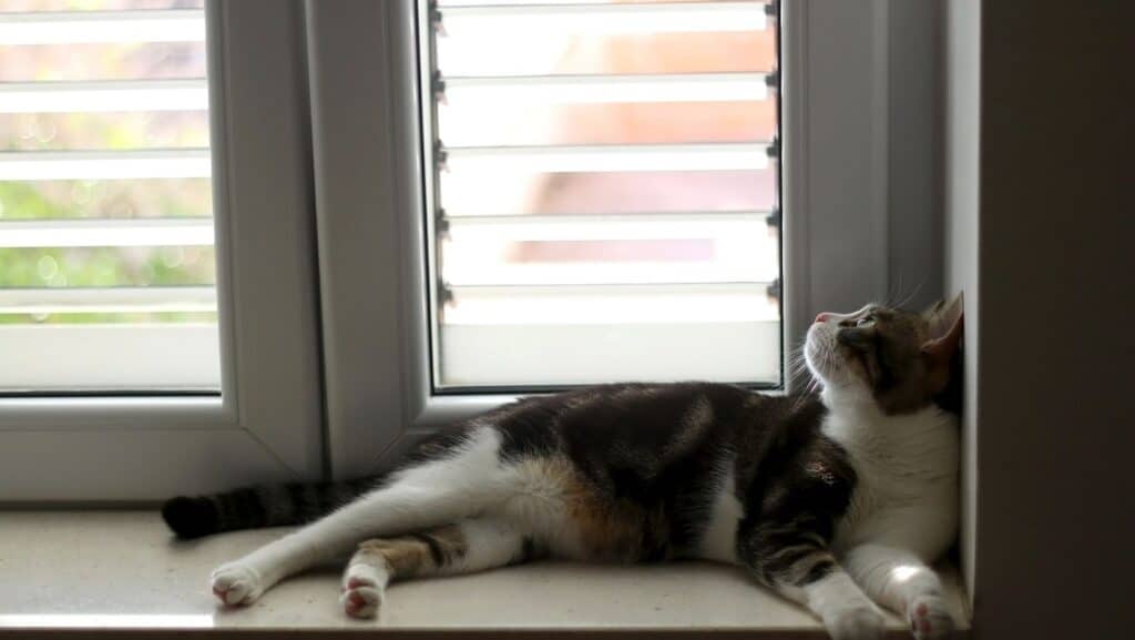 An indoor cat relaxing