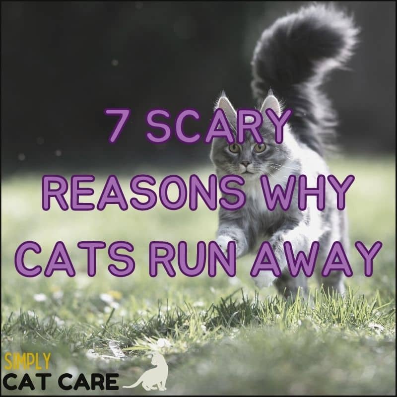 7 Scary Reasons Why Cats Run Away