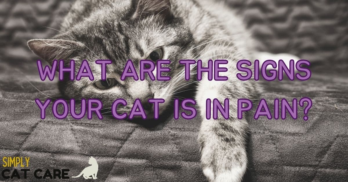 What Are The Signs Your Cat Is In Pain?