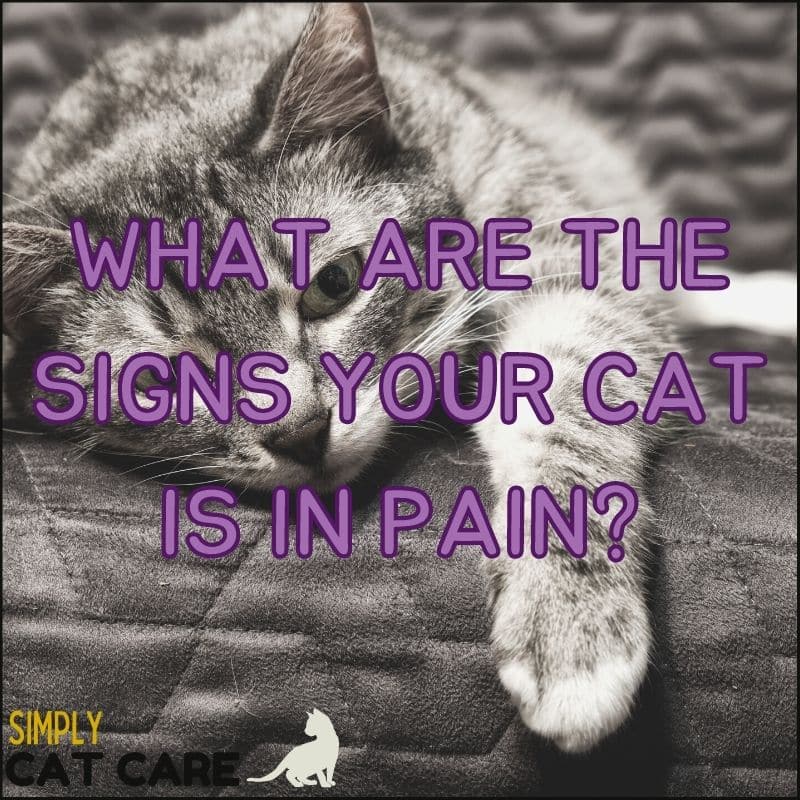 How To Know The Signs Your Cat Is In Pain