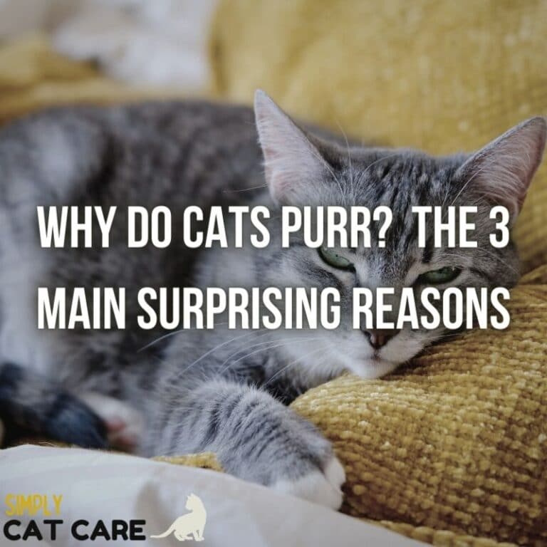 The 3 Surprising Reasons Cats Purr