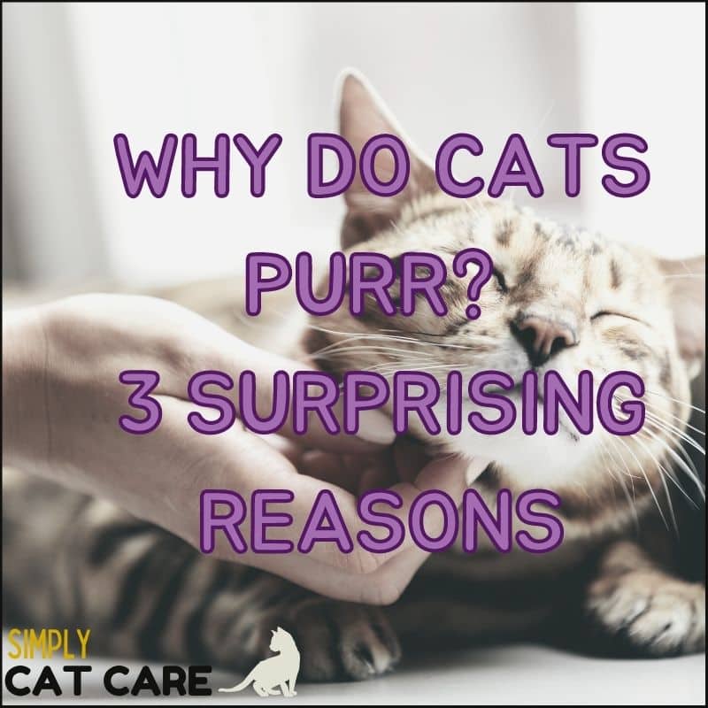 Why Do Cats Purr? 3 Surprising Reasons