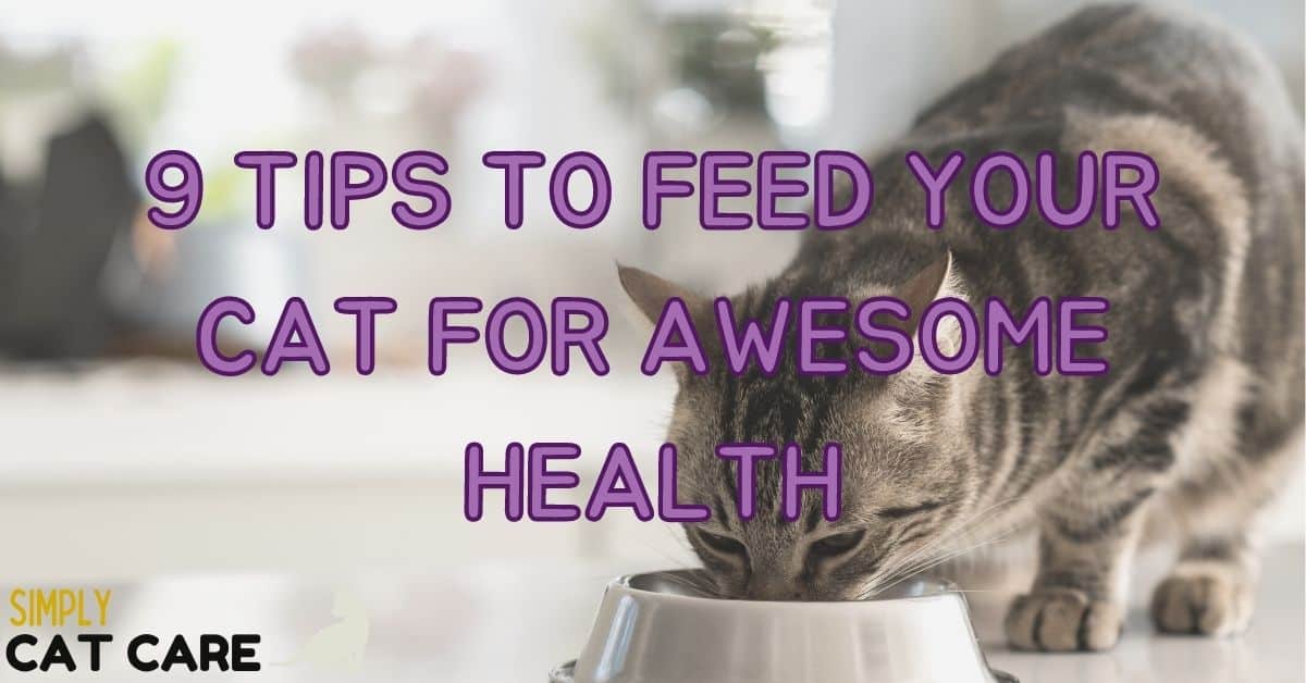 9 Tips To Feed Your Cat For Awesome Health