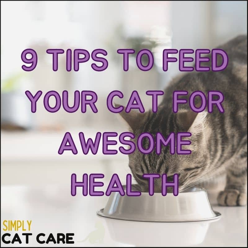 9 Tips to Feed Your Cat for Awesome Health