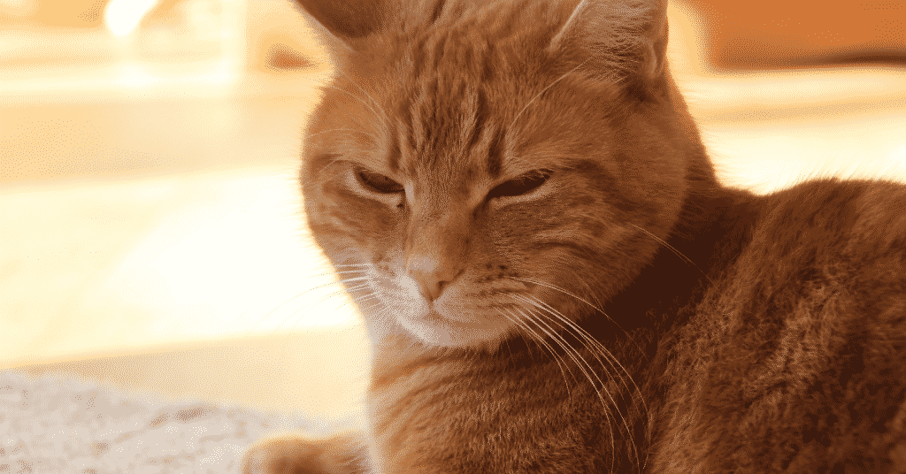 Cats purr