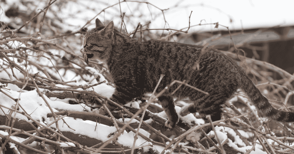 Feed your cat an animal-based diet based on their evolutionary needs