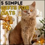 5 Simple Gifts for Cats